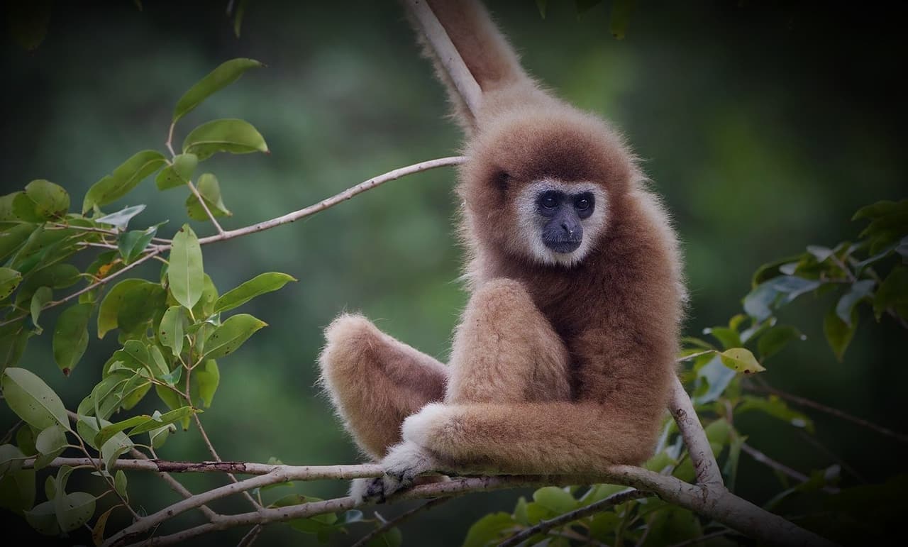 Monkey sitting in a tree