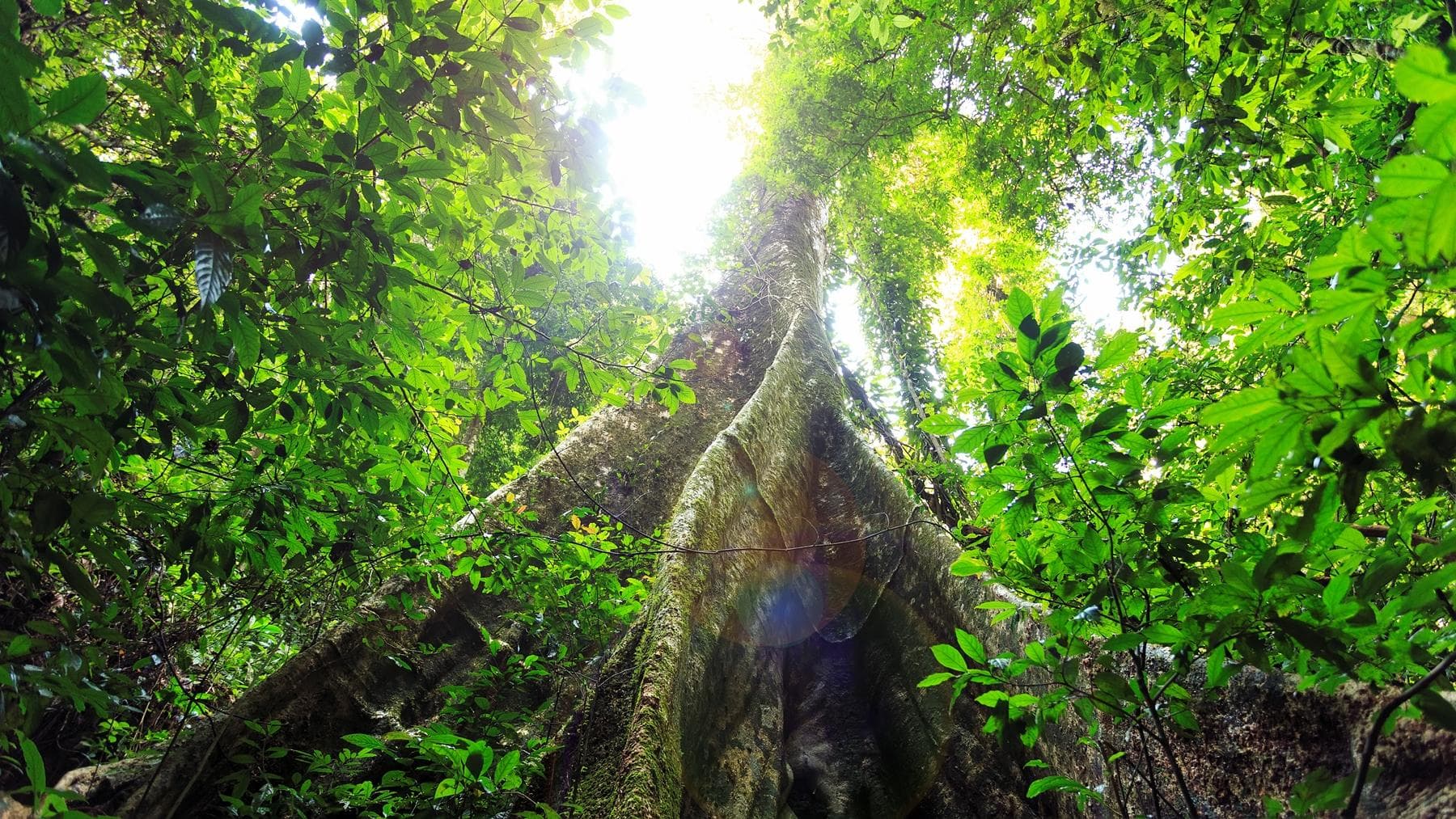 Large old growth tree and jungle canopy